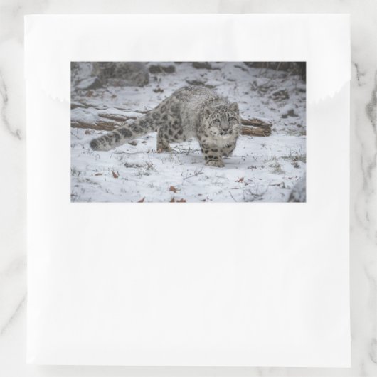 Snow Leopard Cub Stalking Rechteckiger Aufkleber (Tasche)
