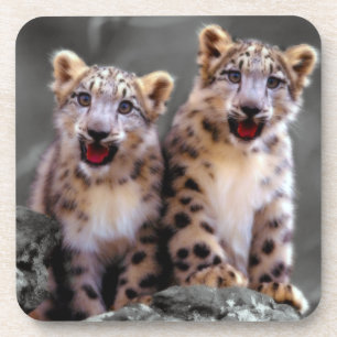 Snow Leopard Cubs Getränkeuntersetzer