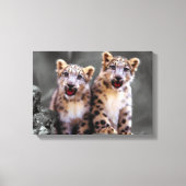 Snow Leopard Cubs Leinwanddruck (Vorderseite)