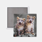 Snow Leopard Cubs Magnet (Vorderseite/Rückseite)
