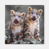 Snow Leopard Cubs Magnet (Vorne)