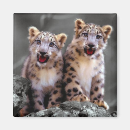 Snow Leopard Cubs Magnet (Vorne)