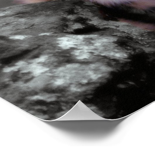 Snow Leopard Cubs Poster (Ecke)