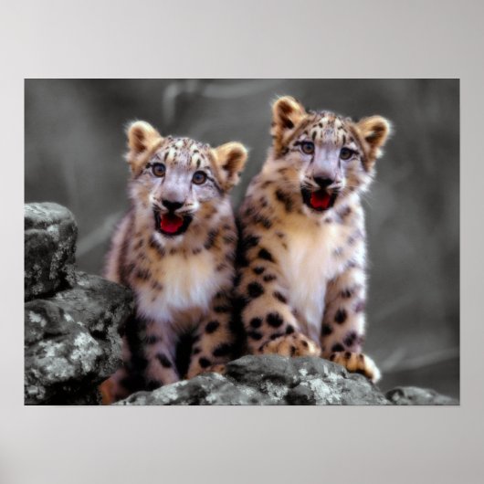 Snow Leopard Cubs Poster (Vorne)