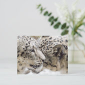 Snow Leopard Cuddle Postkarte (Stehend Vorderseite)