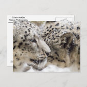 Snow Leopard Cuddle Postkarte (Vorne/Hinten)