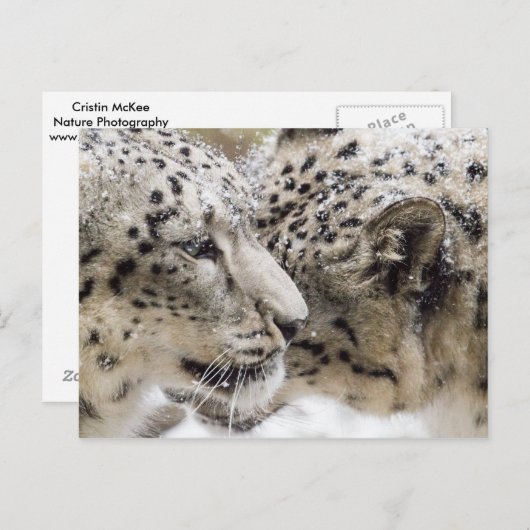 Snow Leopard Cuddle Postkarte (Vorne/Hinten)