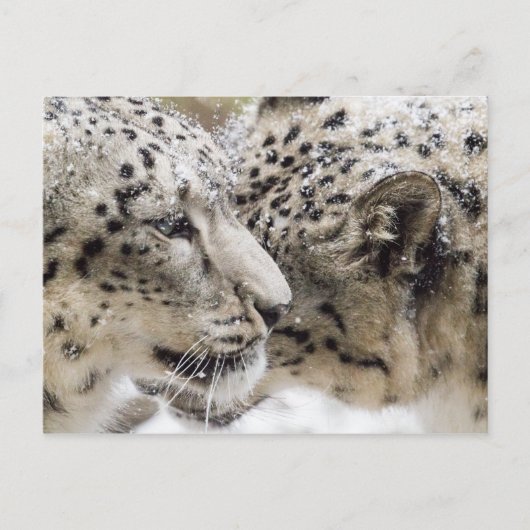 Snow Leopard Cuddle Postkarte (Vorderseite)