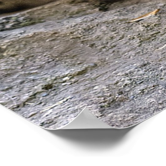 Snow Leopard der Starring Feline Cat Poster (Ecke)