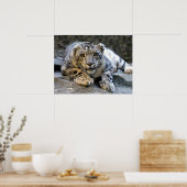 Snow Leopard der Starring Feline Cat Poster (Küche)