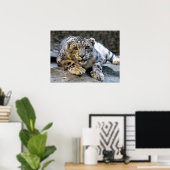 Snow Leopard der Starring Feline Cat Poster (Heimbüro)