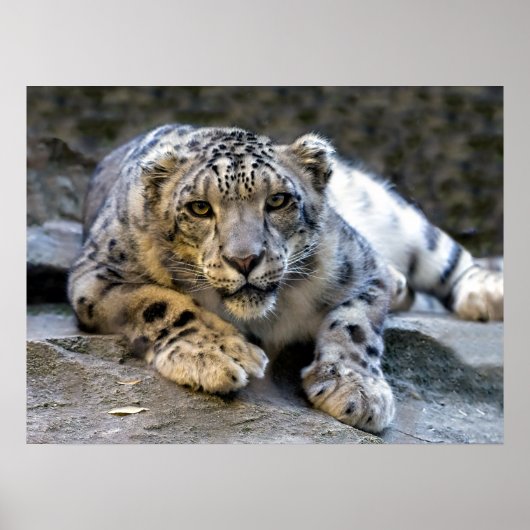 Snow Leopard der Starring Feline Cat Poster (Vorne)