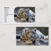 Snow Leopard der Starring Feline Cat Visitenkarte (Vorne/Hinten)