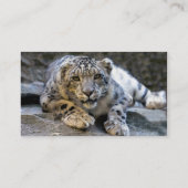 Snow Leopard der Starring Feline Cat Visitenkarte (Rückseite)