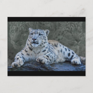 Snow Leopard Dreams Postkarte