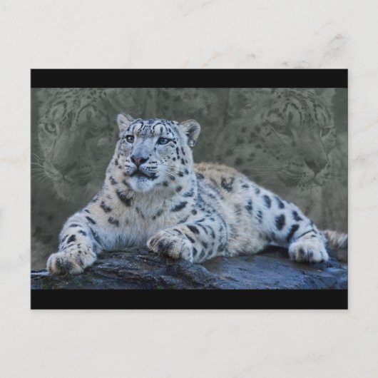 Snow Leopard Dreams Postkarte (Vorderseite)