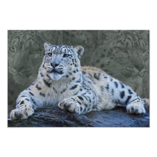 Snow Leopard Dreams Print Fotodruck (Vorne)