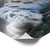 Snow Leopard Dreams Print Fotodruck (Ecke)