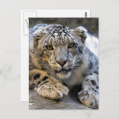 Snow Leopard Face Foto Postkarte (Vorne/Hinten)