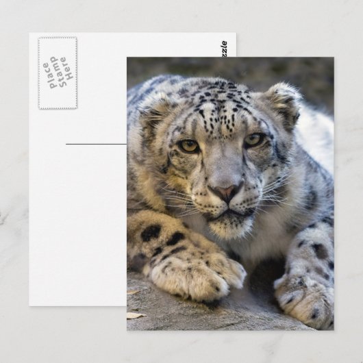 Snow Leopard Face Foto Postkarte (Vorne/Hinten)