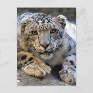 Snow Leopard Face Foto Postkarte