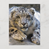 Snow Leopard Face Foto Postkarte (Vorderseite)