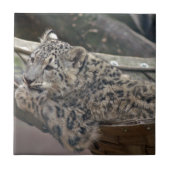 Snow Leopard Fliese (Vorderseite)