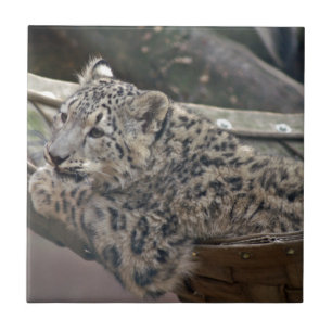 Snow Leopard Fliese
