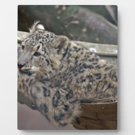 Snow Leopard Fotoplatte