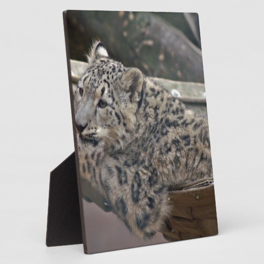 Snow Leopard Fotoplatte (Seite)