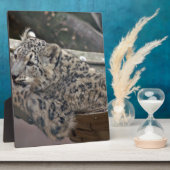 Snow Leopard Fotoplatte (Seite)