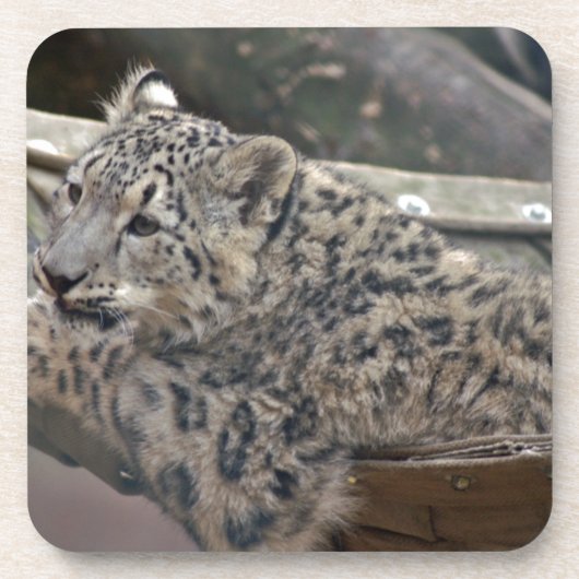 Snow Leopard Getränkeuntersetzer (Vorderseite)