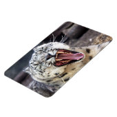 Snow Leopard gräbt flexibles Magnet (Linke Seite)