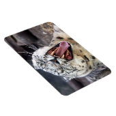 Snow Leopard gräbt flexibles Magnet (Rechte Seite)