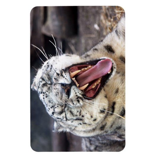Snow Leopard gräbt flexibles Magnet (Vertikal)