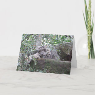 Snow Leopard Greeting Card Karte