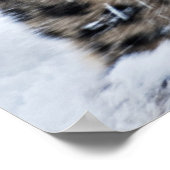 Snow Leopard Growling Poster (Ecke)