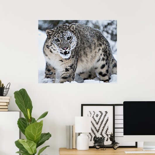 Snow Leopard Growling Poster (Heimbüro)