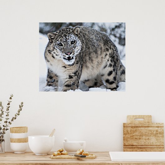 Snow Leopard Growling Poster (Küche)