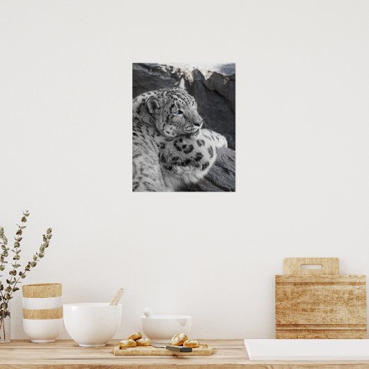 Snow Leopard Icy Stare Poster (Küche)