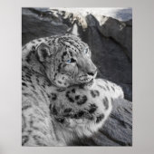 Snow Leopard Icy Stare Poster (Vorne)