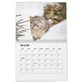 Snow Leopard-Kalender Kalender (Mär 2026)