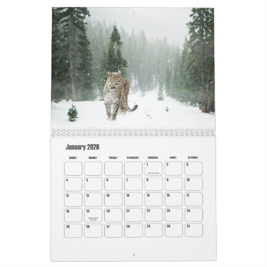 Snow Leopard-Kalender Kalender (Jan 2026)