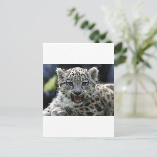 Snow Leopard Kitten Postkarte (Stehend Vorderseite)