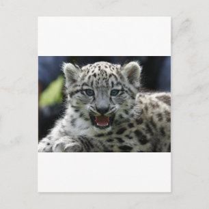 Snow Leopard Kitten Postkarte