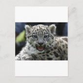 Snow Leopard Kitten Postkarte (Vorderseite)