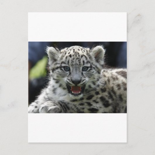 Snow Leopard Kitten Postkarte (Vorderseite)