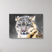 Snow Leopard Leinwanddruck (Vorderseite)