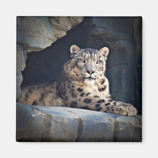 Snow Leopard Magnet (Vorne)