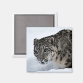 Snow Leopard Magnet (Vorderseite/Rückseite)